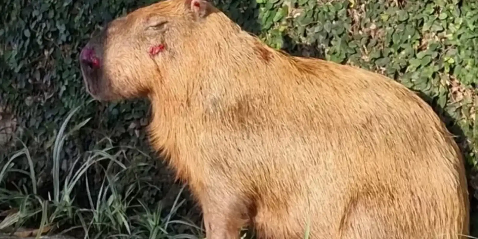 Agressores de capivara tem prisão convertida em preventiva, no Rio