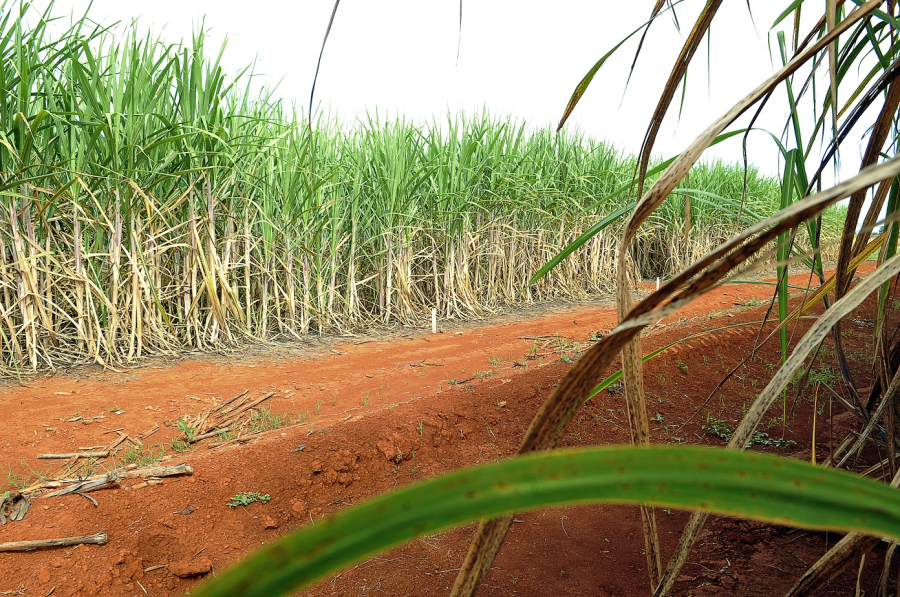 Nordeste projeta recuperação na produção de açúcar com mais cana e tecnologia no campo