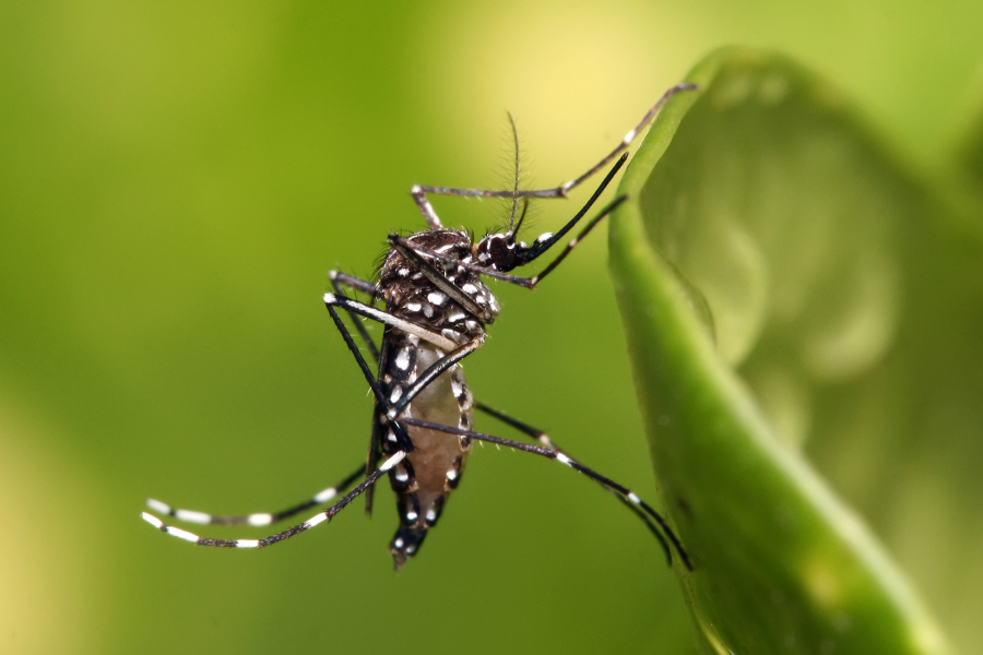 Levantamento do LIRAa aponta quatro municípios estão com alto índice de infestação do Aedes Aegypti