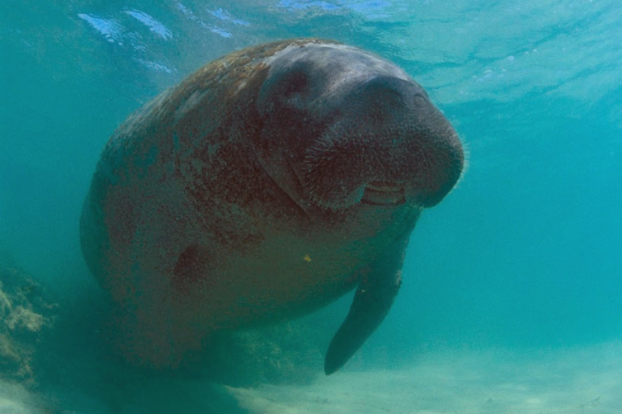 Justiça determina medidas para proteger peixe-boi Astro de colisões e assédio