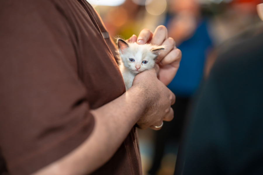 RioMar Aracaju promove 65ª edição de campanha de adoção de animais neste sábado